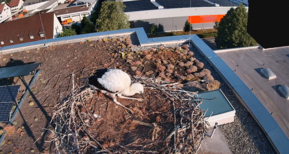 Jungstorch Athena