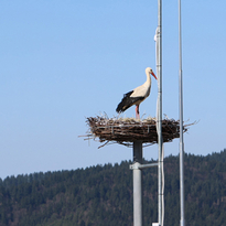 Nachwuchs im Storchennest
